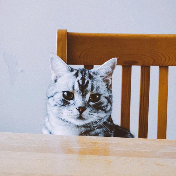 我的猫咪叫宝总