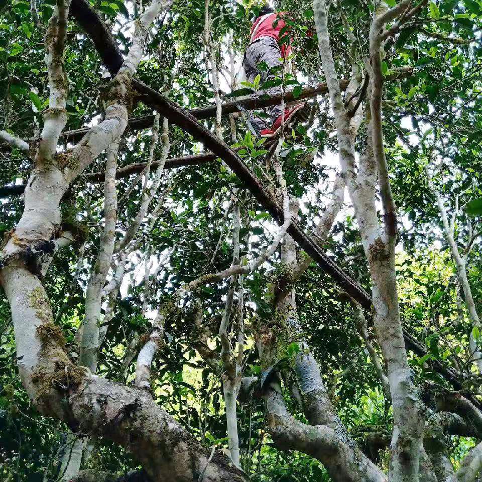 傣乡之茶景迈山