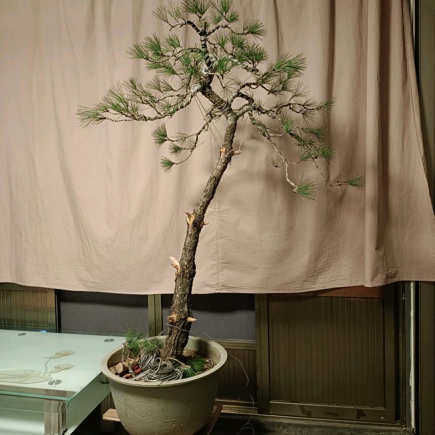 盆中景