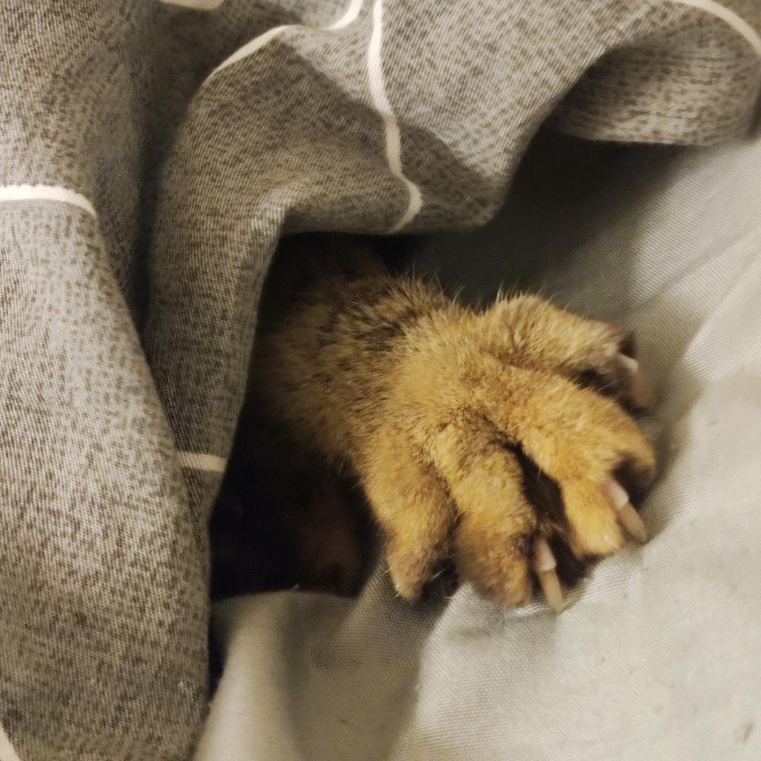 Xy丶Nail 定制穿戴甲