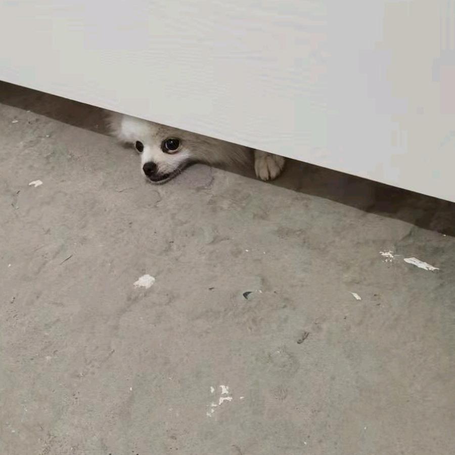 小饭团