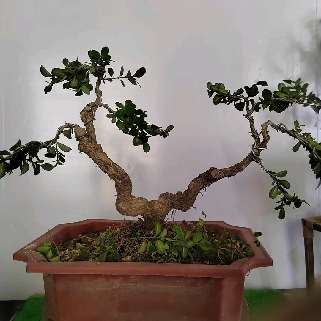 沭阳县新河镇忆谷花花卉经营部的小店