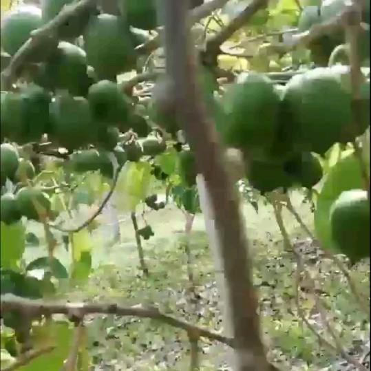 打小就笨