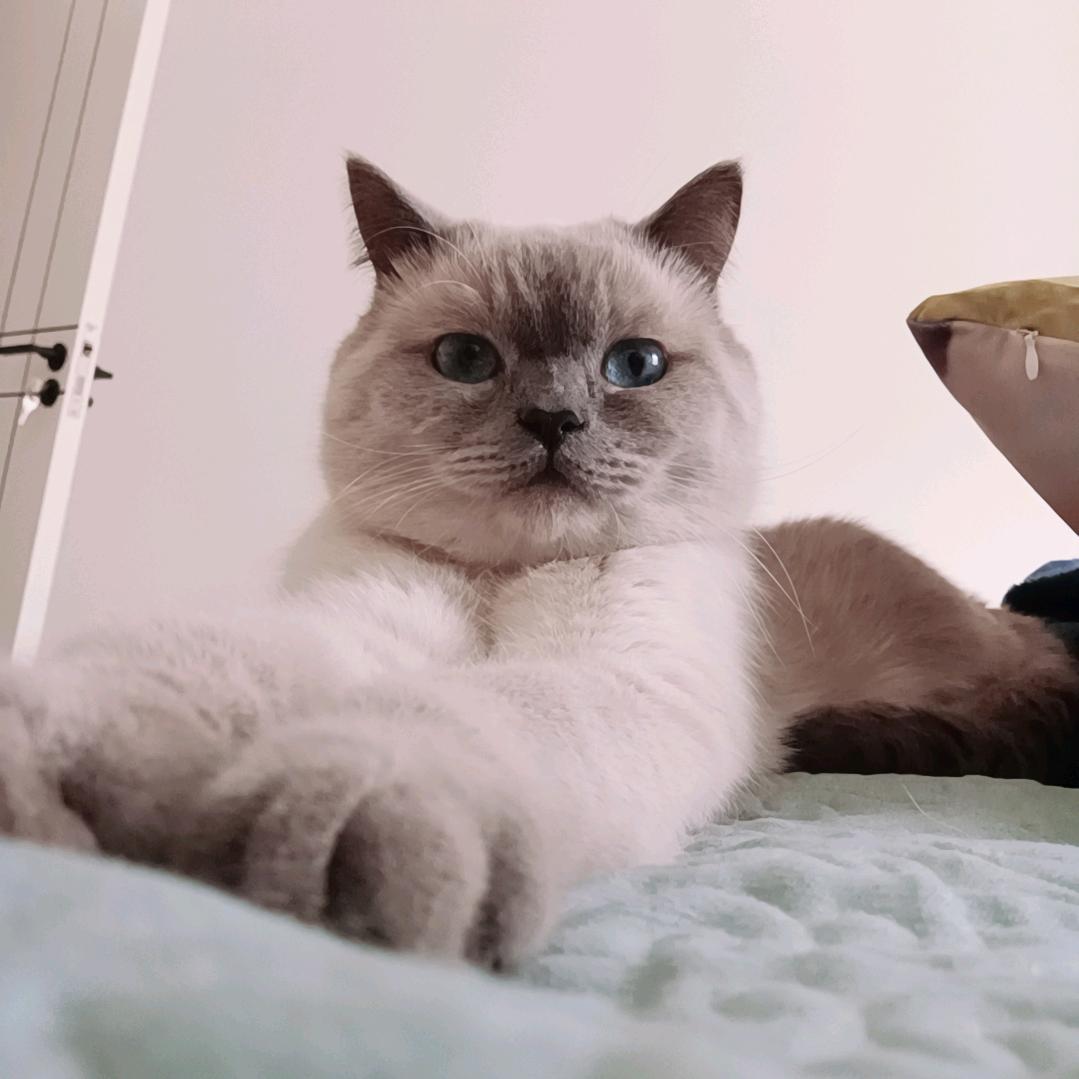 叫我肉团子(●—●)