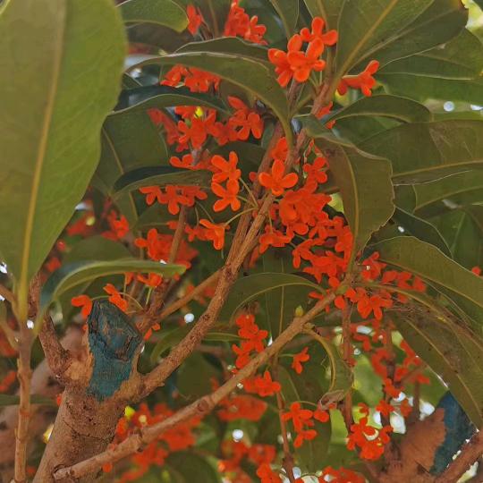 超哥桂花基地批发