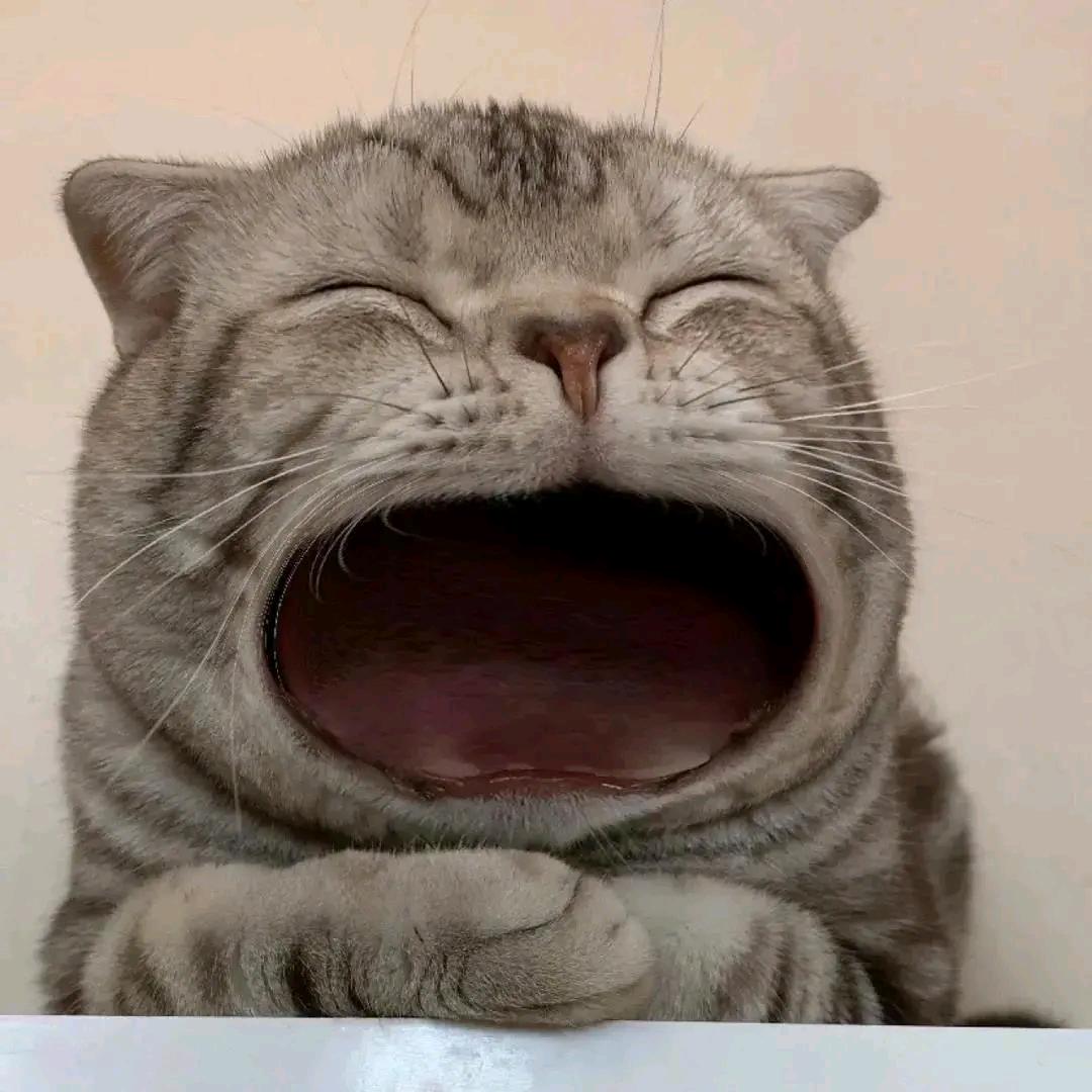 张显爱意