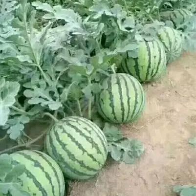 东台西瓜代办莹莹