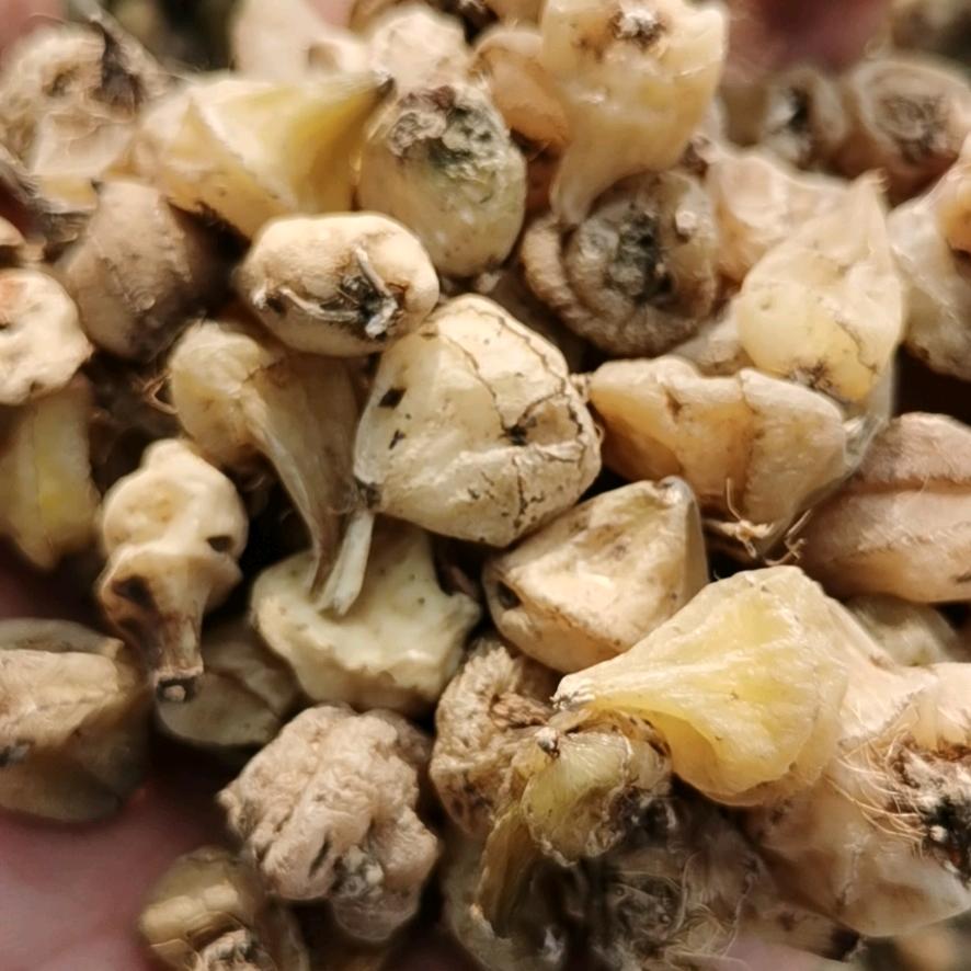 悄悄的买毛慈菇