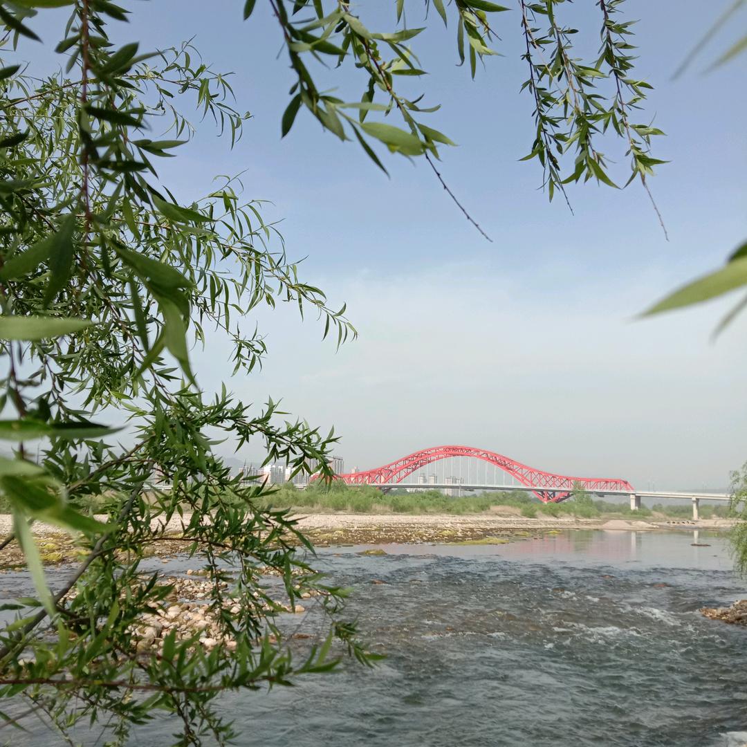 格桑花
