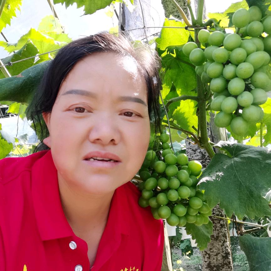 快乐葡萄姐向龙香