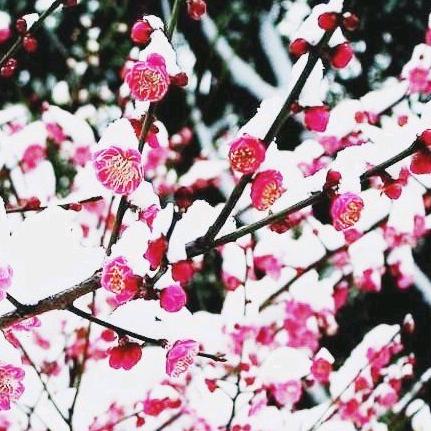 寒雪傲梅