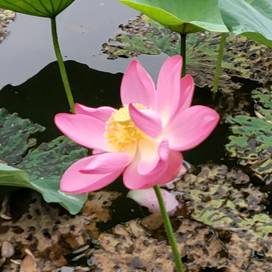 玖句