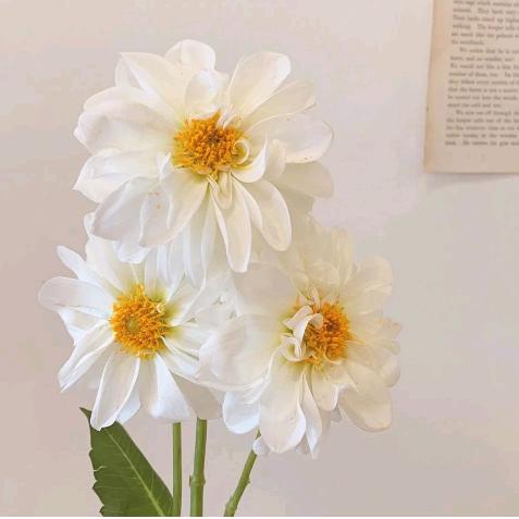 一路生花的精彩