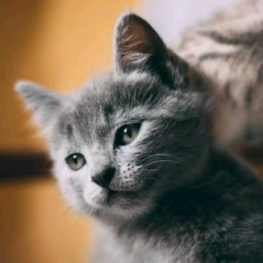 可爱的小猫(≧ω≦)