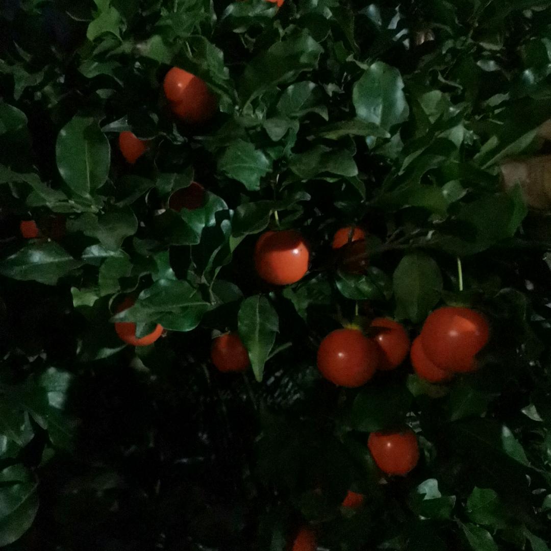 双龙有机茶