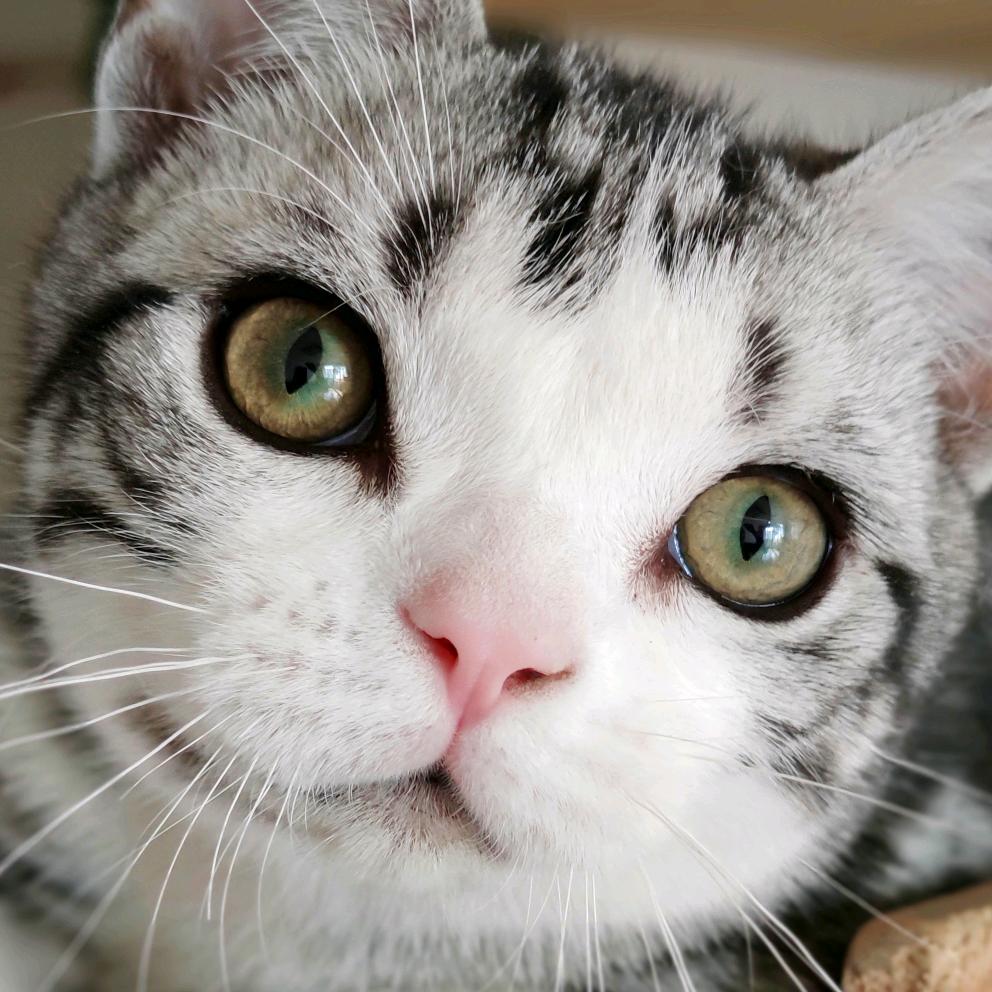 猫老爸