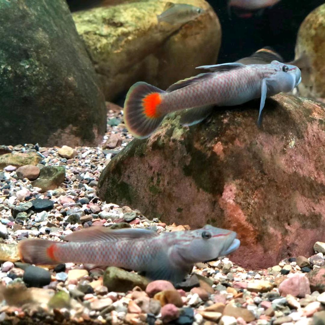 华子赏🐟