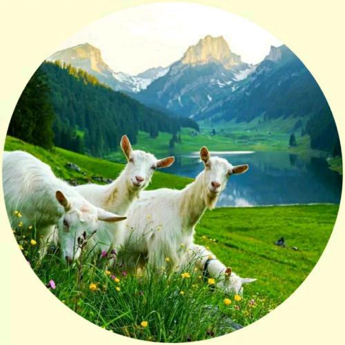 赵小赵🐏