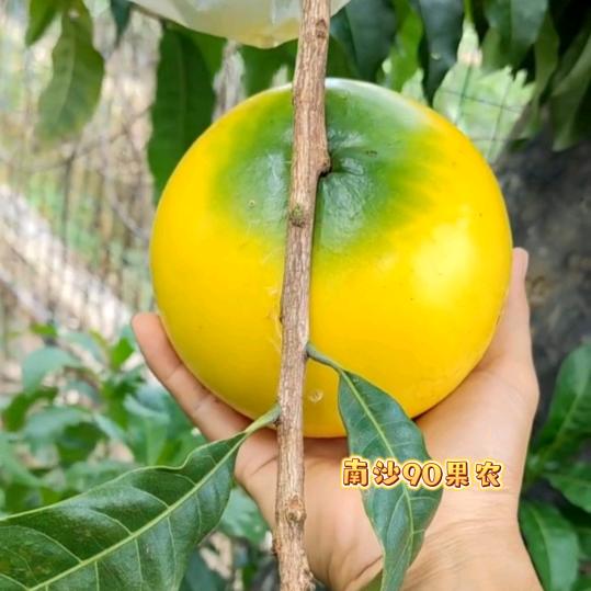 南沙90果农