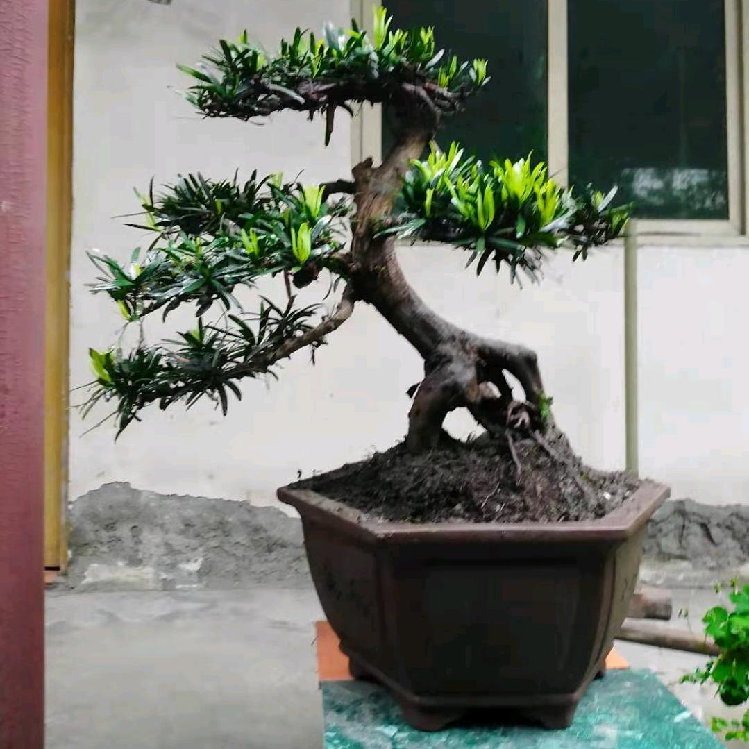 老张爱种花