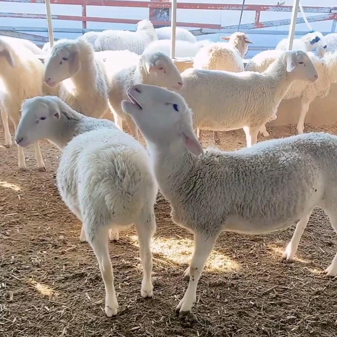 鑫源牧业养殖