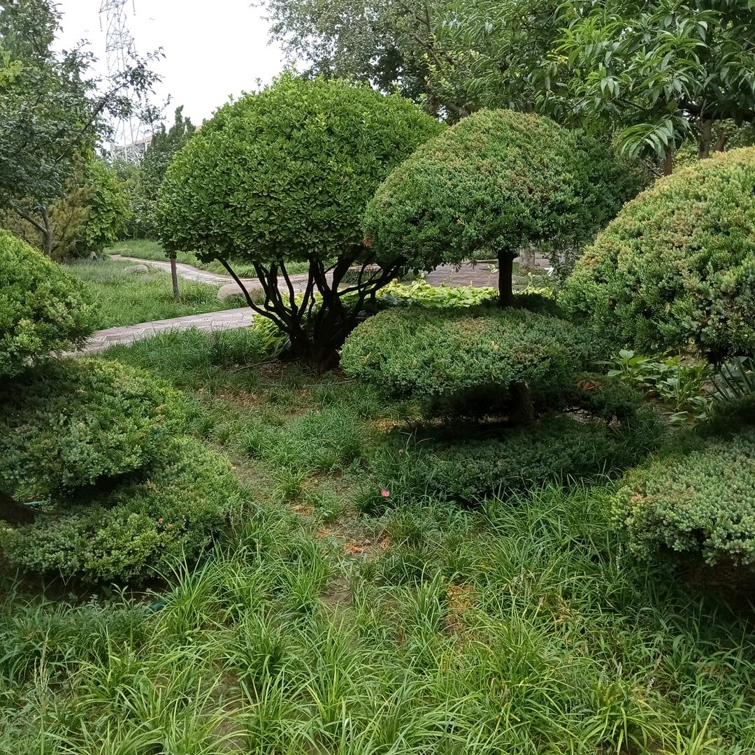 圆月