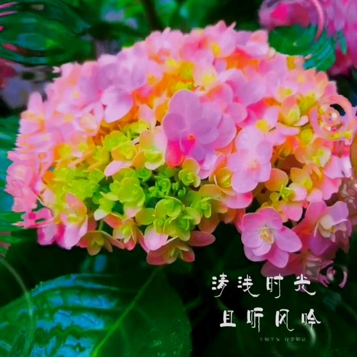 醉花香