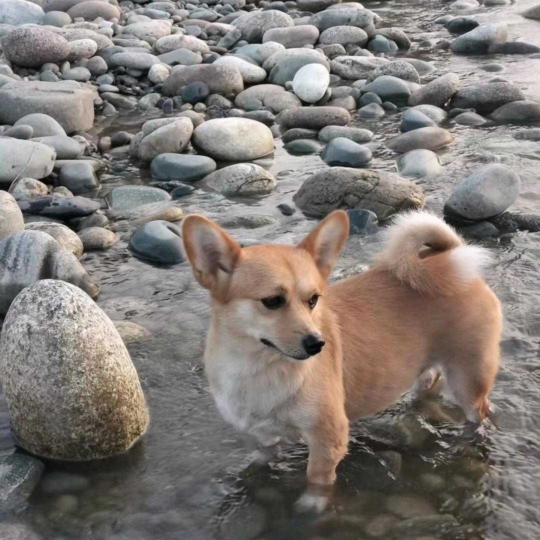 ing领