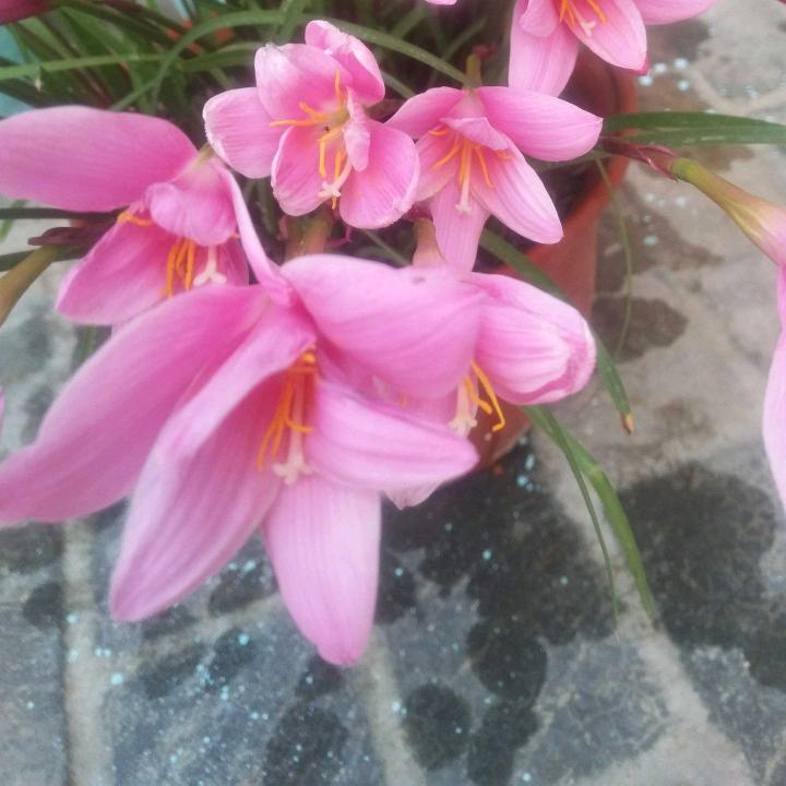 🌻️一生平安🌻️