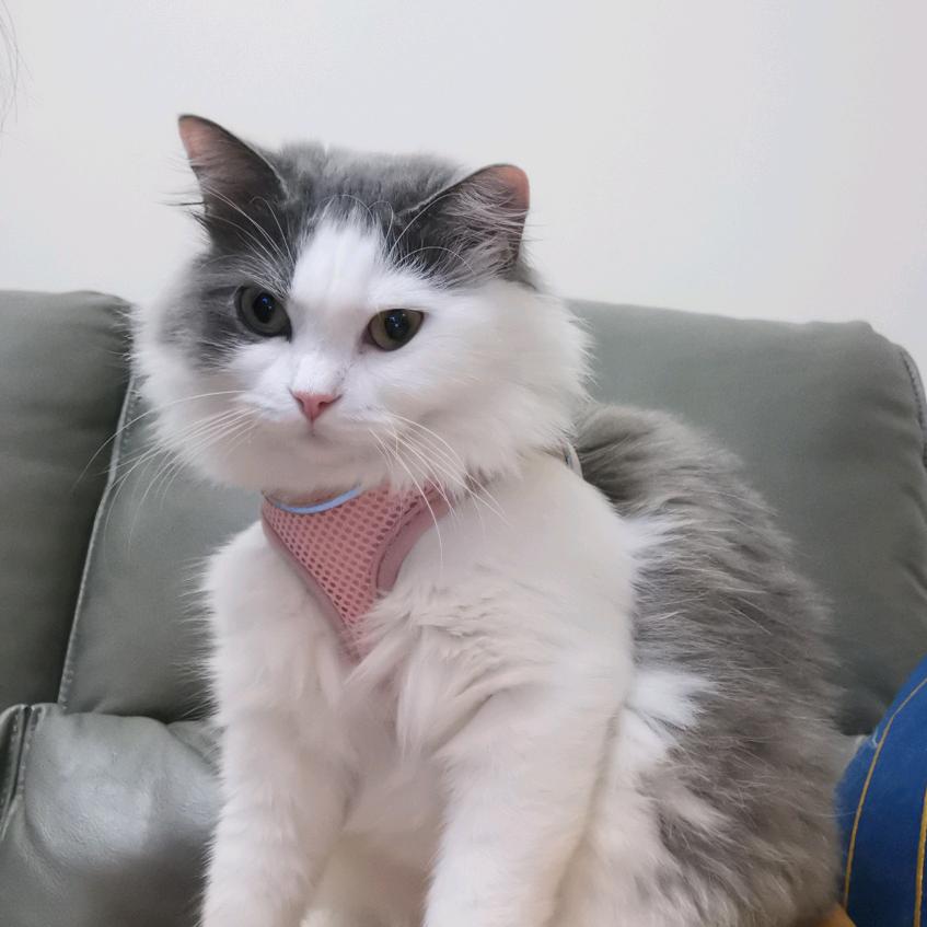 猪咪🐱小气包