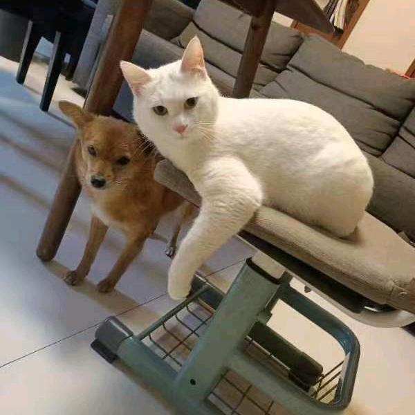 喵咪咪