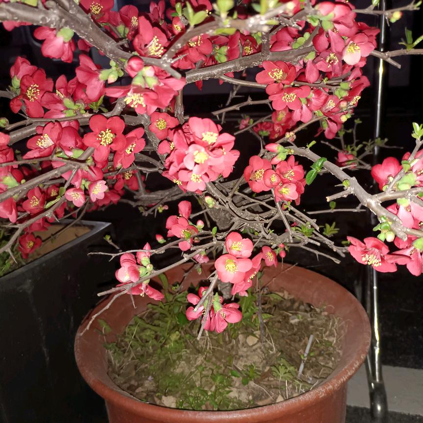 奔老的菇凉