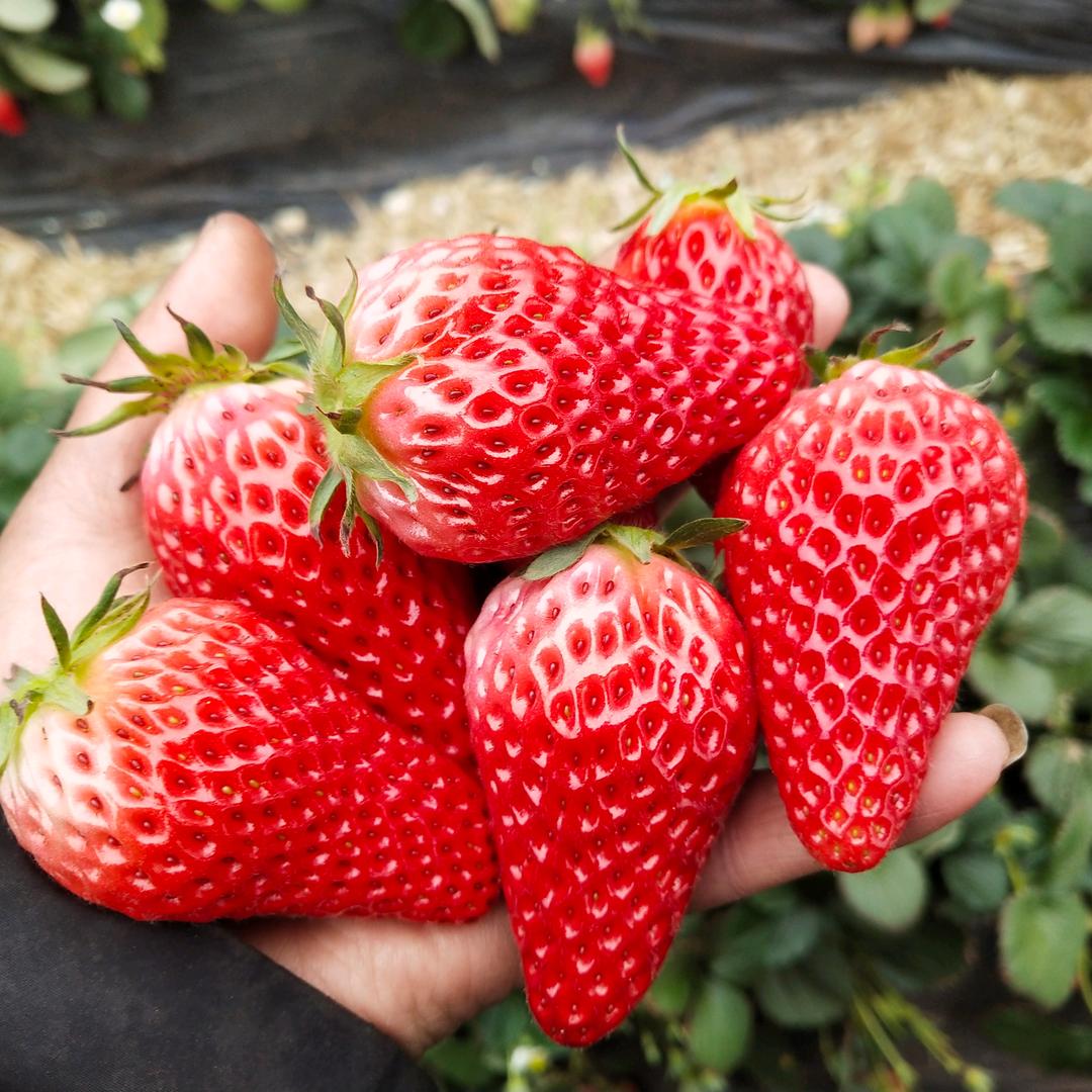草莓🍓🍓🍓