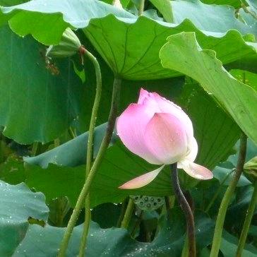 福衣一口田