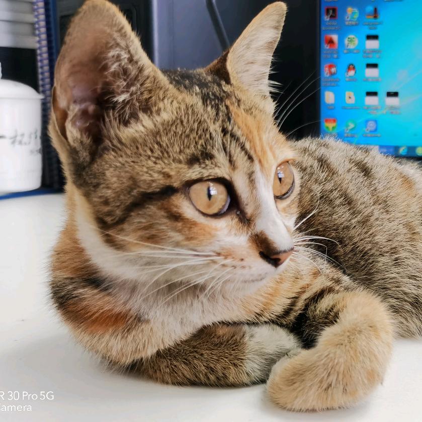 新兴华哥