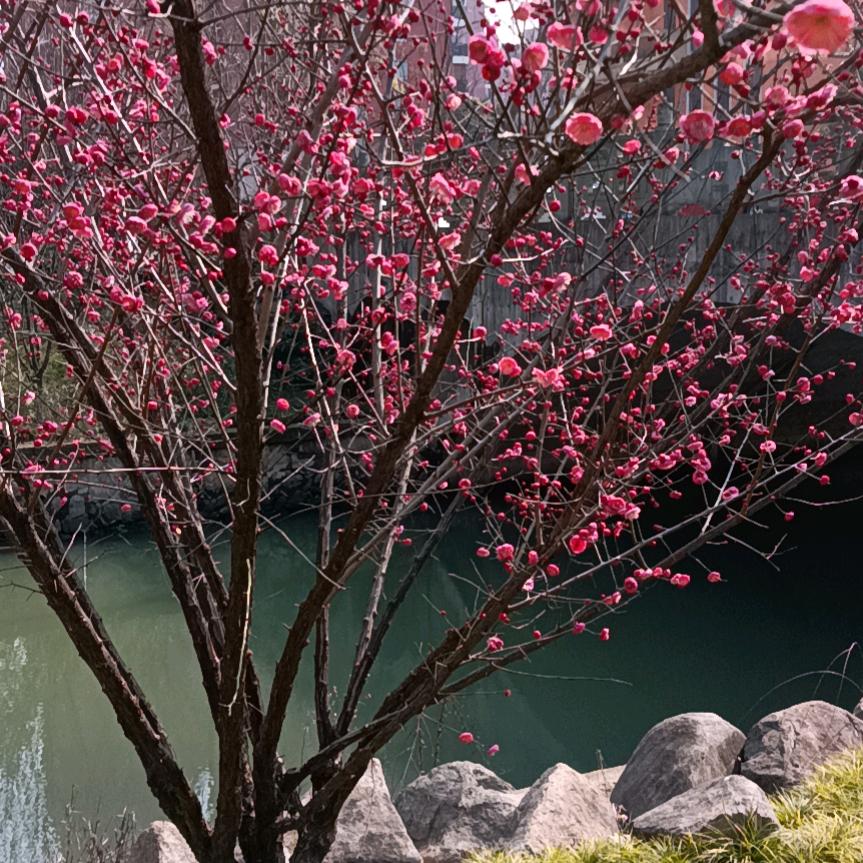 |8623466887744226644