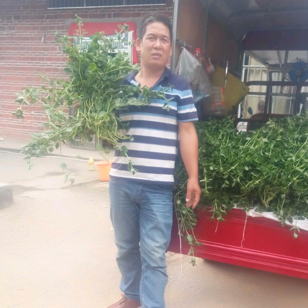 新明农家绿凉粉