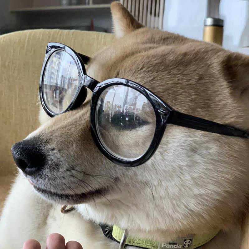 紫衣狼