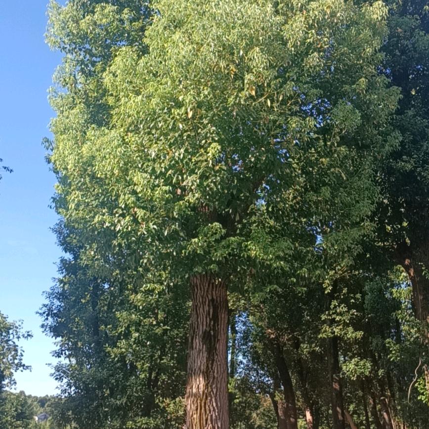 82967275146