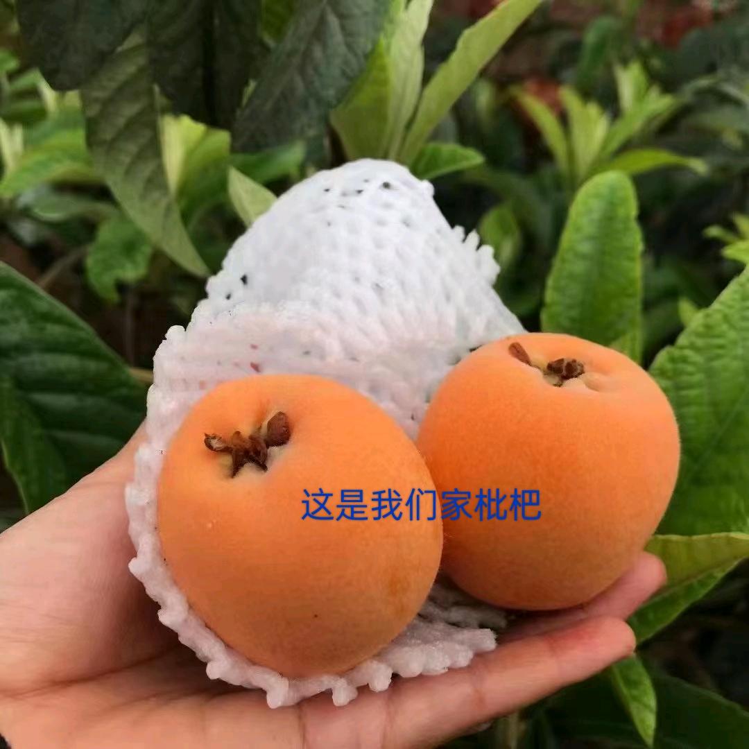 九五二七