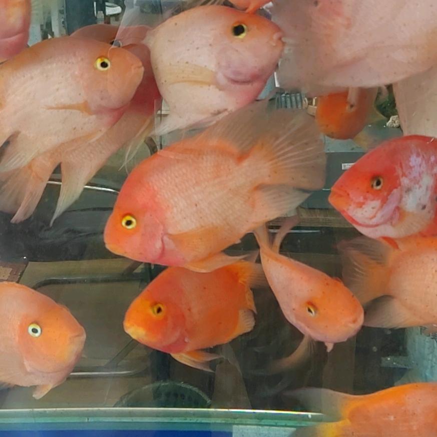 鸿运相伴