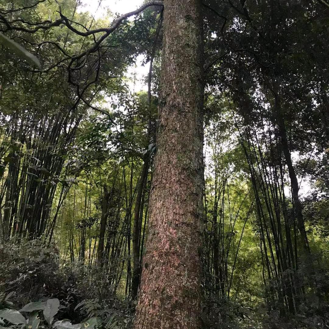 雅安市雨城区萱柯金丝楠木