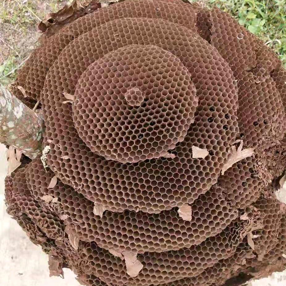 户外找马蜂团队