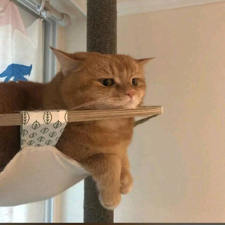 章鱼小肉丸