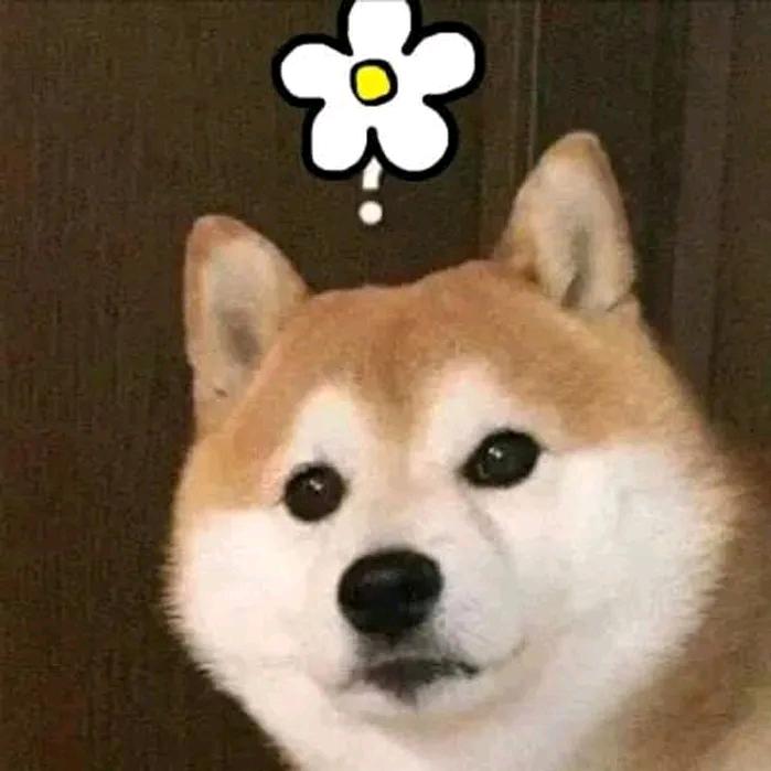 🌈花香蝶自来🌈