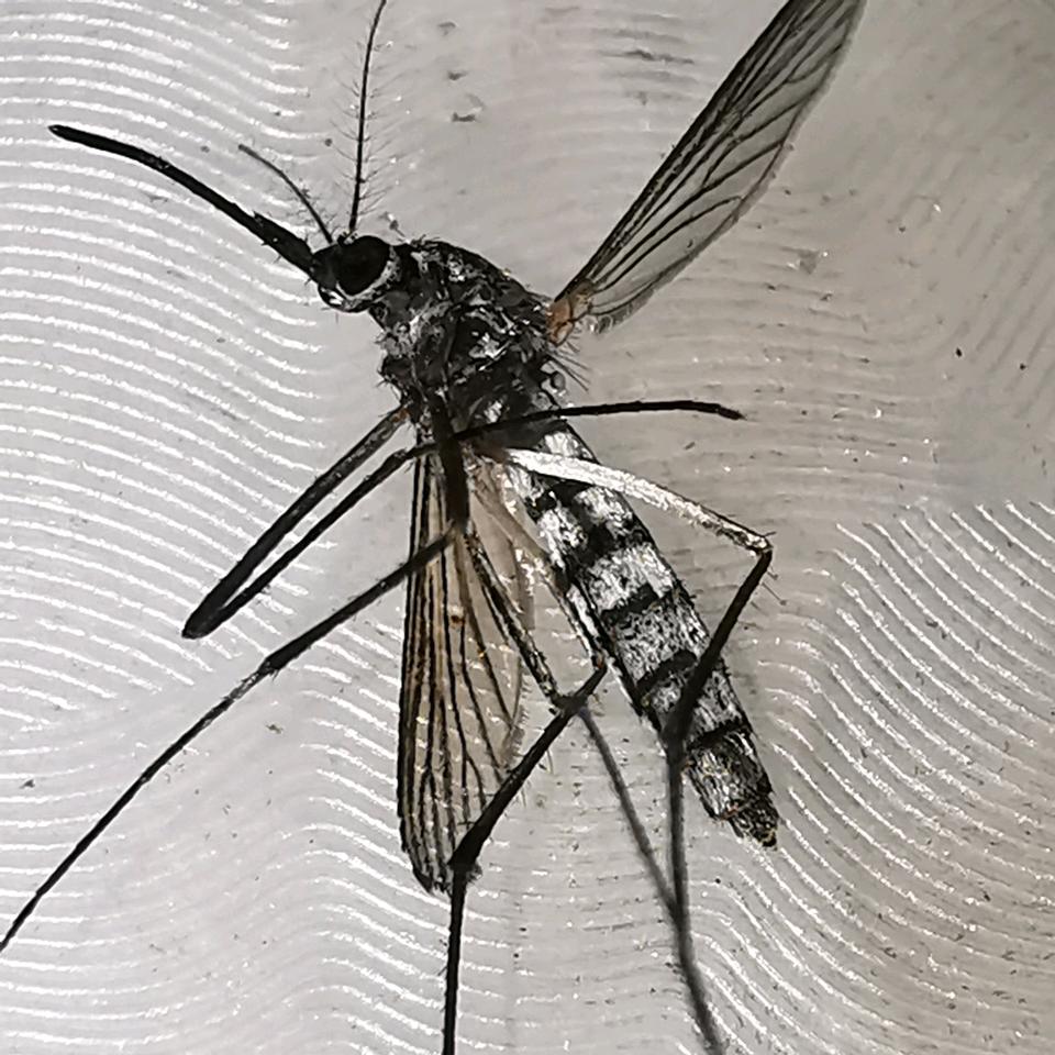 2斤的蚊子