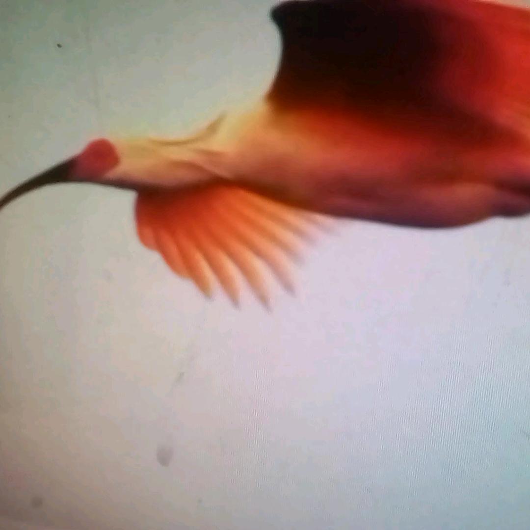 鸿鹄
