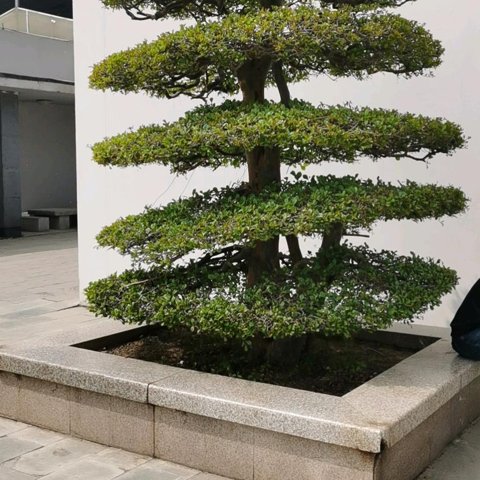 戒盈