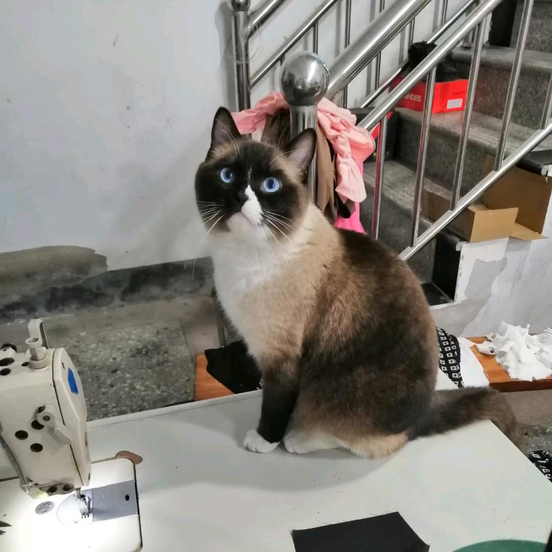 陆三妹