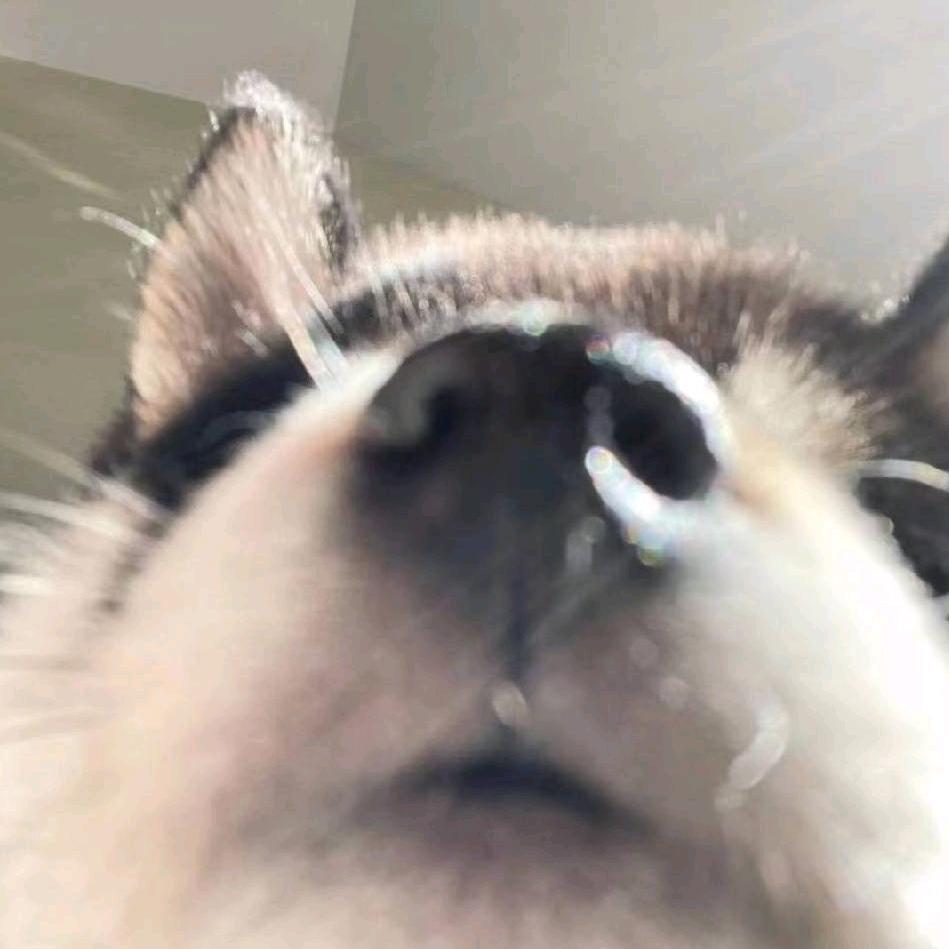 彼方xd
